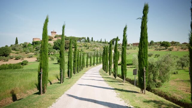 Cypress-Lined Road to Palazzo Massaini, Tuscany, Italy