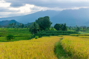 Obraz premium Beautiful morning view in Indonesia, panoramic landscape of rice fields with mountain ranges and clear sky