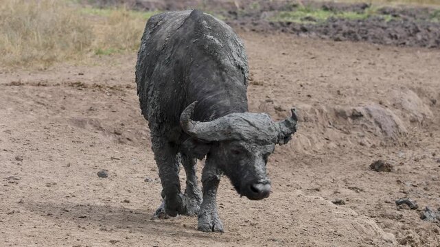 African Buffalo taking a mud bath in Lake Mburo National Park, Uganda