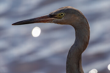 Reddish Egret Close Up Portrait © DrWD40
