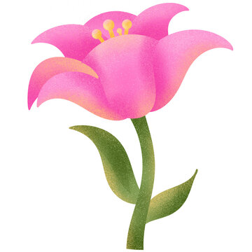 pink lily flower