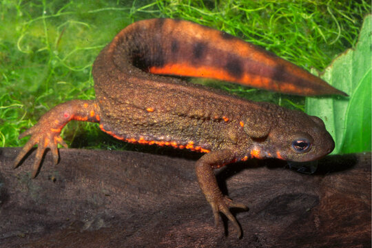 Firebelly newt, Cynops pyhrrogaster.