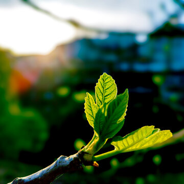 FIG LEAVES