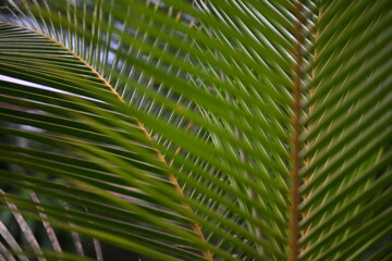Obraz premium Close-up of green palm frond