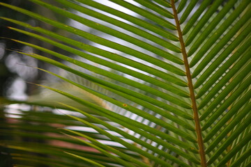 Close-up of green palm frond © grthirteen