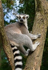 Obraz premium ring tailed lemur