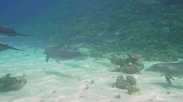 underwater scene captures a pod of wild dolphins gracefully swimming over vibrant coral reefs in crystal clear blue water.