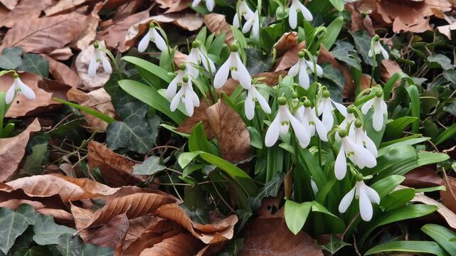 Close-up of white snowdrops. Delicate white flowers breaking through a layer of last year's dry leaves. Delicate snowdrop flowers, spring flowers. Forest flowers close-up