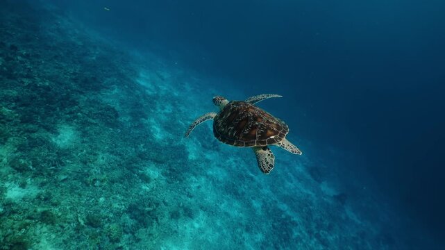 Marine life tropical turtle in wild nature. Sea turtle slowly swiming in blue water through sunlight. Snorkeling on wildlife. Underwater serene swiming beautiful green turtle in sea alone with nature.