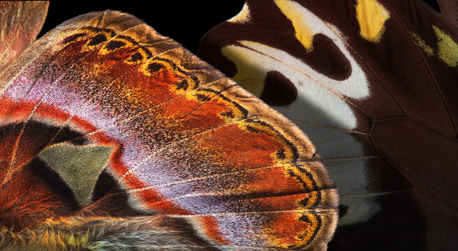 Bright wings of tropical butterflies. Close-up.
