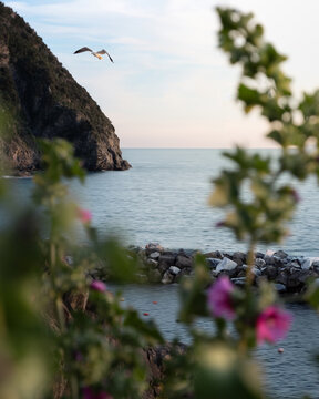 View of a seagull flying over the sea with a rocky cliff and pink flowers in the foreground in Porto Venere, Liguria, Italy.