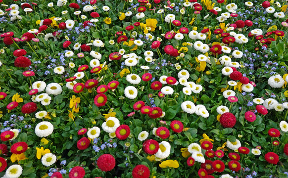 Der Fr&uuml;hling ist da! - bunte Fr&uuml;hlingspflanzen in der G&auml;rtnerei - Spring is here! - small pot flowers in gaudy colours