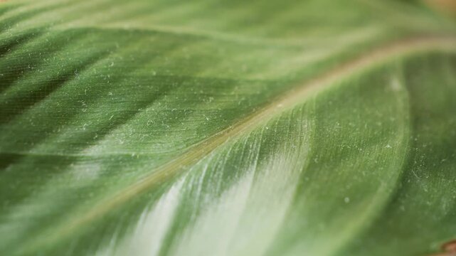 Strelitzia. Close up of leaves in natural light. Green leaf texture. High quality 4k footage