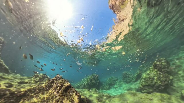 Small fish gather at the surface, eagerly eating bread that floats in the water. Sunlight illuminates the scene, creating lively reflections and showcasing the vibrant marine life.