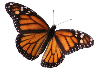 Fototapeta premium Isolated monarch butterfly with vivid orange wings spread, elegant insect in flight.