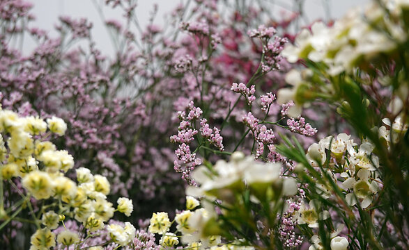 Schleierkraut in verschiedenen Farben - baby's breath in different colours - Gypsophila