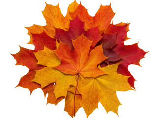 Obraz premium Isolated autumn maple leaves arrangement showcasing vibrant red orange and yellow colors