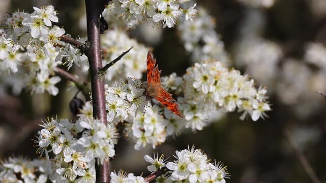Comma butterfly perched on white blossoms with bees gathering nectar
