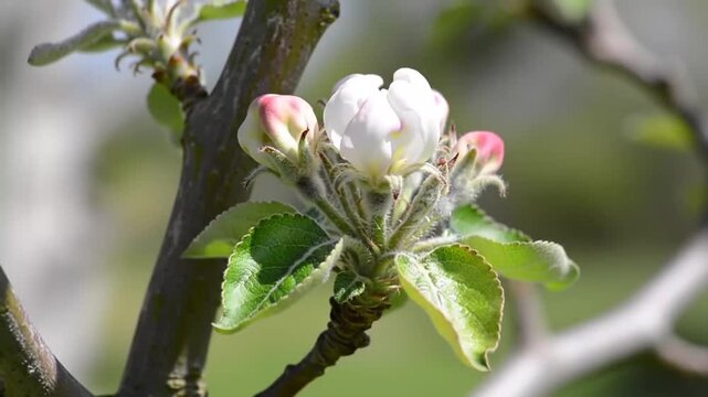 Close-up of a delicate apple blossom bud opening in spring sunlight.