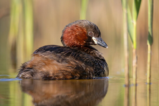 Little Grebe (Tachybaptus ruficollis) swimming in a lake at sunrise. Close-up portrait of a small water bird with reflection and blurred reed background.