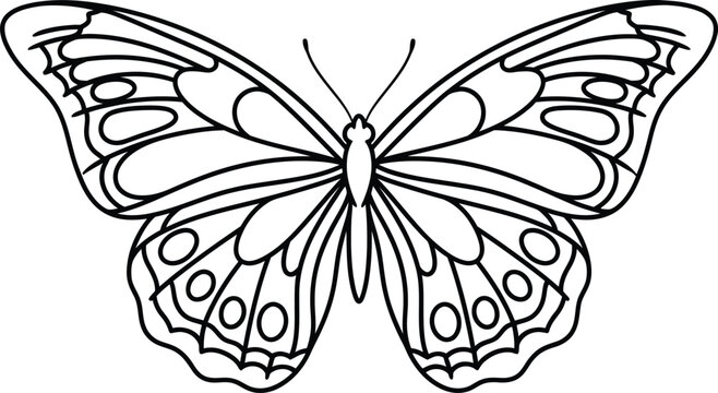 Line art turtle drawing simple sea turtle illustration in black lines