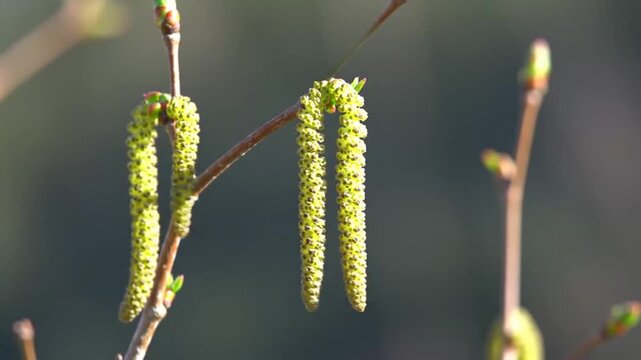 Close-up of delicate birch catkins hanging from a branch in soft sunlight.