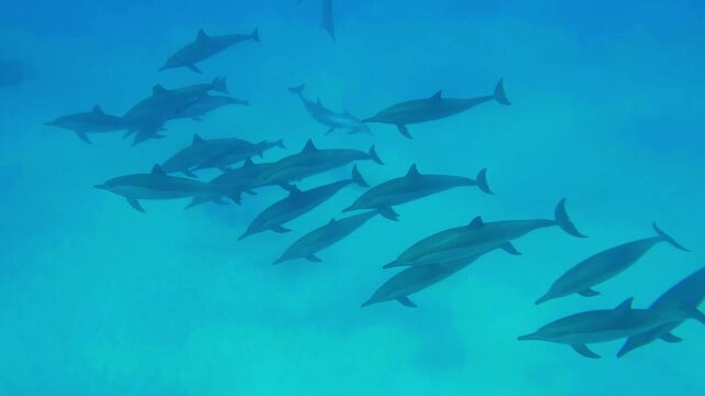 underwater footage showcasing a large school of spinner dolphins Stenella longirostris gracefully swimming through crystal clear blue waters. The dolphins are seen in their natural habitat, creating a