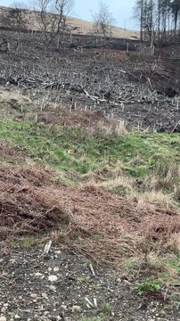 Vertical video. Panning shot of tree seedlings on slope, people walking on the bank of Yeoman Hey reservoir in springtime.