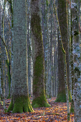 Fototapeta premium Sunlight illuminating mossy tree trunks in autumn forest