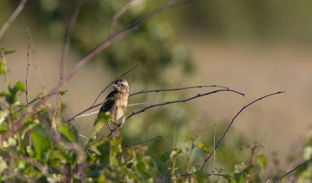 European stonechat juvenile bird perched on branch