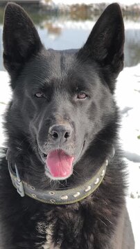 Black dog serious then sticking out tongue funny portrait in snow