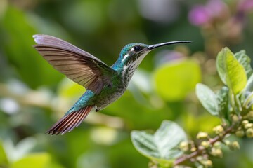 Obraz premium Close-up of a hummingbird in mid-flight displaying vibrant green chest over lush garden leaves