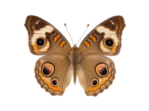 Isolated common buckeye butterfly (Junonia coenia) with open wings, dorsal view, studio shot.