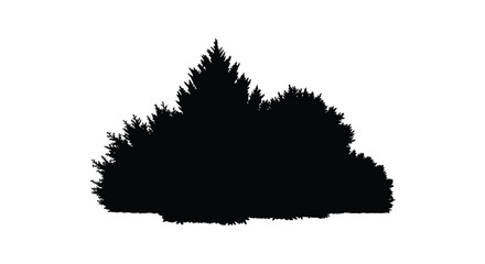 Dark coniferous trees against a bright background a striking silhouette © Rabbi