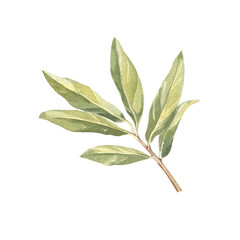 Obraz premium Olive tree branch. Watercolor illustration for packaging design, for edible oil production.
