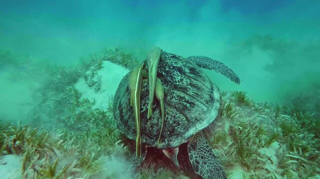 An underwater shot captures a majestic green sea turtle Chelonia mydas gracefully swimming over a vibrant seagrass bed, accompanied by several remora fish Echeneidae family attached to its shell.