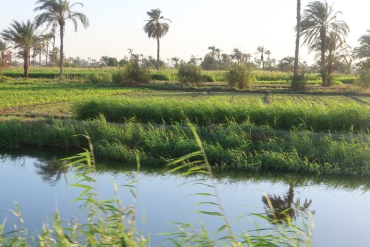 Beautiful water ponds amid greenery and agriculture in Bani Sweif in Egypt 