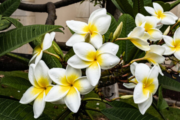 Obraz premium Alhlei Flower Bush or Marzipan Flower Bush 