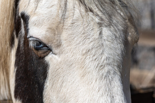 Extreme close-up macro shot of a pinto horse blue eye and patterned fur in natural outdoor lighting