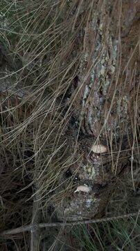 Sawing Pine Branch with Dynamic video footage of a handsaw cutting through a fresh pine tree branch in a forest setting. Shows wood chips flying, bark texture details, and natural cutting motion. Auth