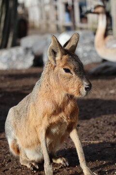 Patagonian mara portrait 