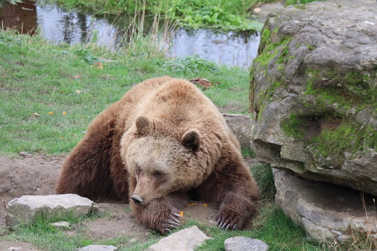 The resting brown bear