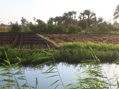 Beautiful water ponds amid greenery and agriculture in Bani Sweif in Egypt 