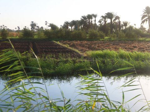 Beautiful water ponds amid greenery and agriculture in Bani Sweif in Egypt 