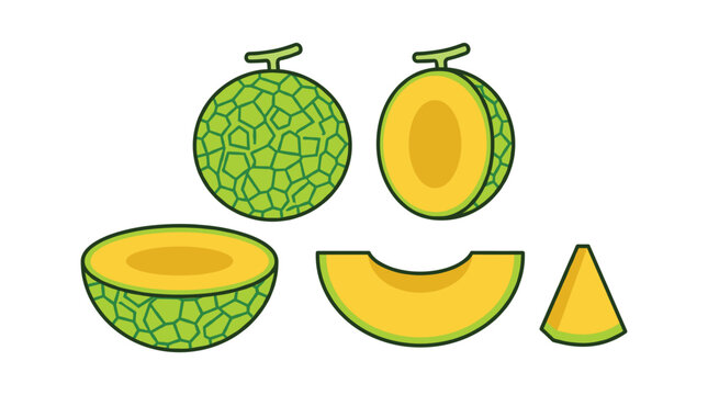 Fresh melon fruit vector illustration featuring whole, half, slice, and wedge elements. Perfect for healthy food designs.