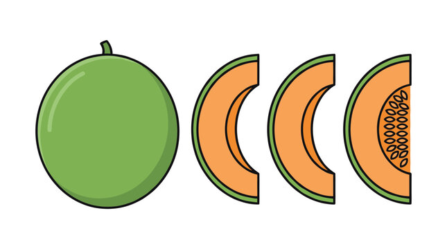 Delicious cantaloupe melon fruit, whole and sliced, with juicy orange flesh. Perfect for healthy food and summer designs