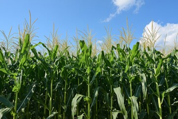 Obraz premium Tall green sweet corn stalks grow in field under sunny sky in rural area during summer season