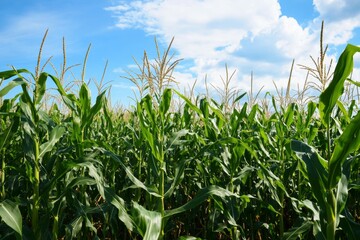 Obraz premium Corn stalks grow tall in a sunny field under a bright blue sky with clouds during the day