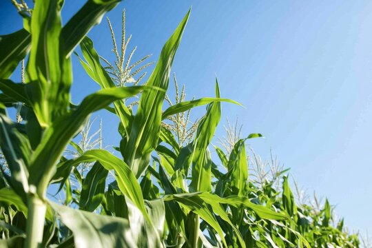 Green corn stalks grow tall in a sunny field under a clear blue sky during the summer season with bright sunlight shining down