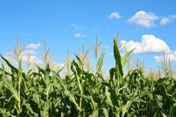 Fototapeta premium Tall green sweet corn stalks grow in a field under sunny conditions with a blue sky and clouds in the background